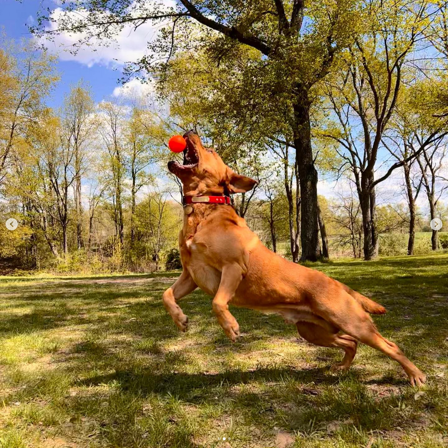 Ruff Dawg Rough Ball | Lifetime Guarantee