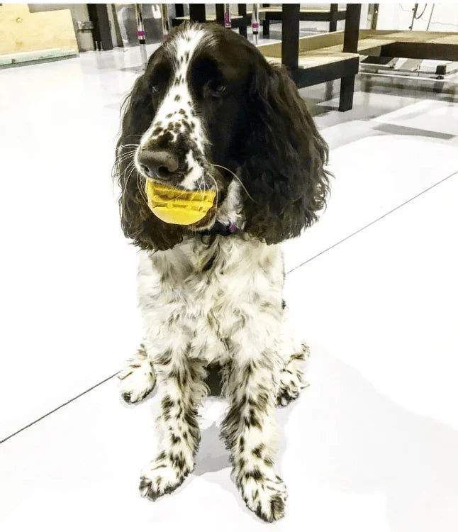 Rubber Gear Ball Toy | Heavy Chewers