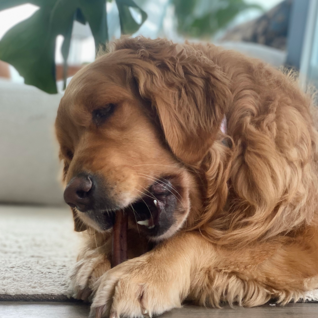 12 Months: Power Chewers Box