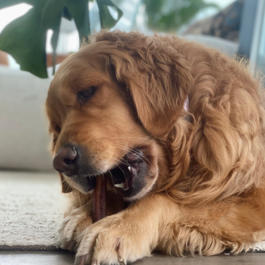 6 Months: Power Chewers Box