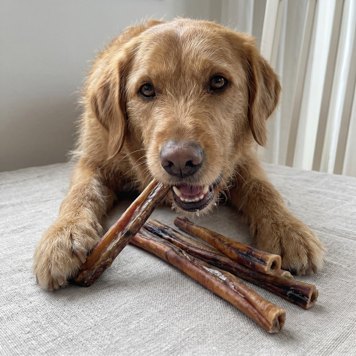 12" Thick USA Bully Sticks | Nearly Odorless, 6 Pack