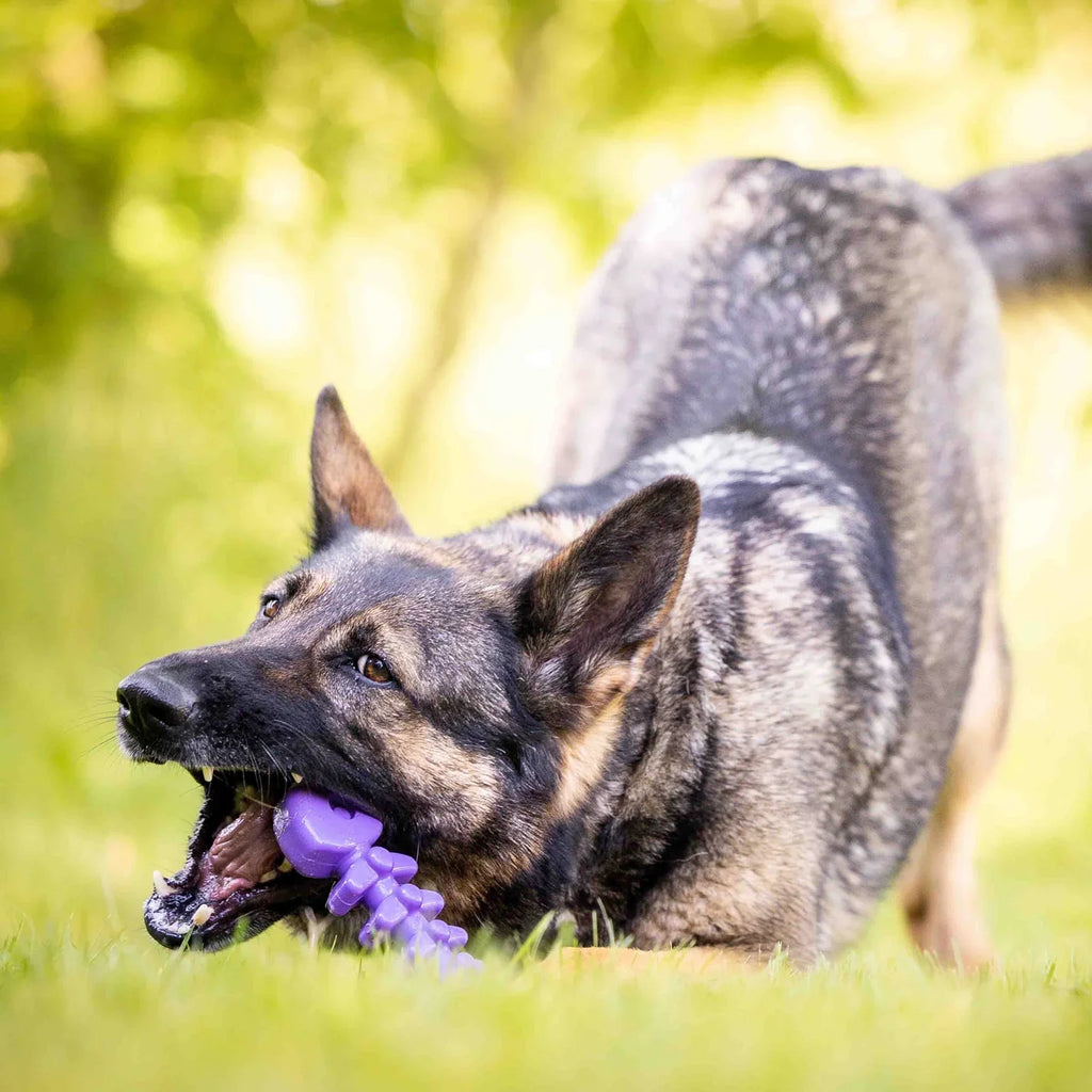 Fish Bone Nylon Chew Toy | Aggressive Chewers