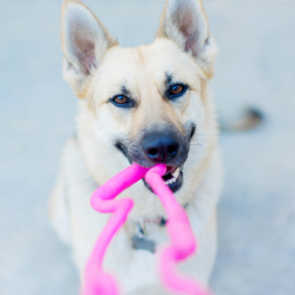 Ruff Dawg Super Tug | Lifetime Guarantee