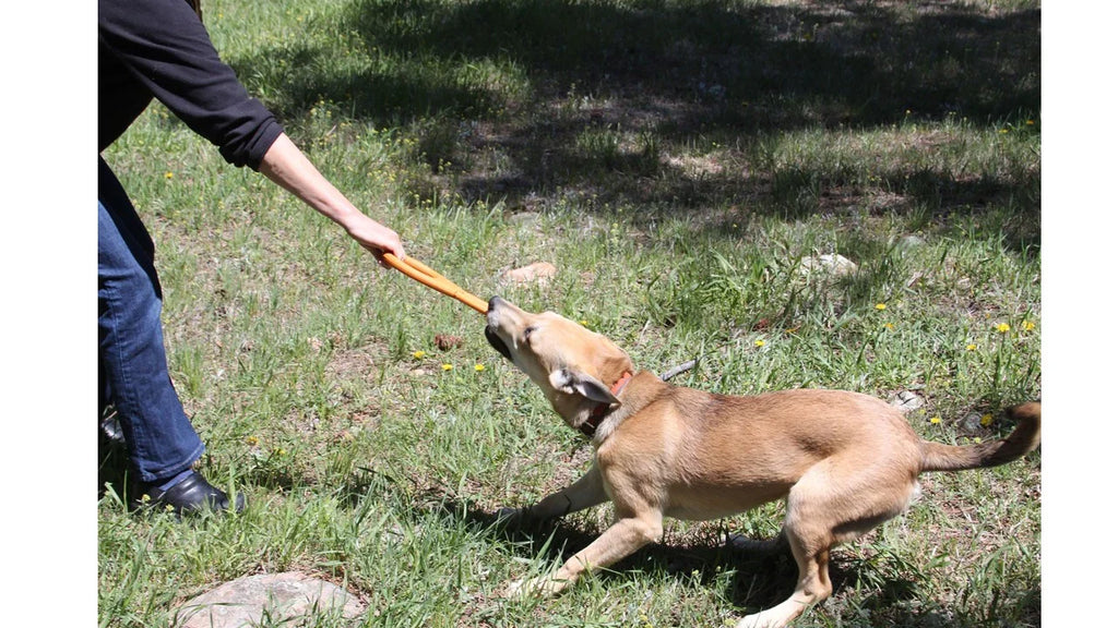 Pop Top Rubber Tug Toy | Interactive Play for Power Chewers