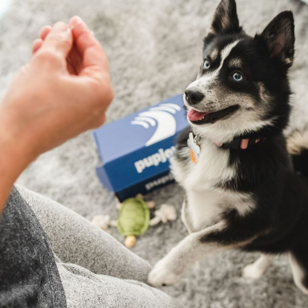 Training Treats | Curated Selections